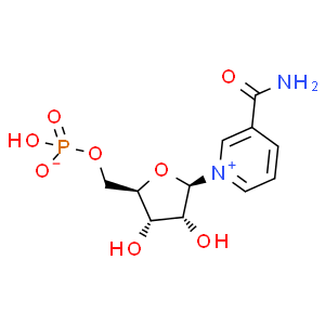 β-煙酰胺單核苷酸；NMN