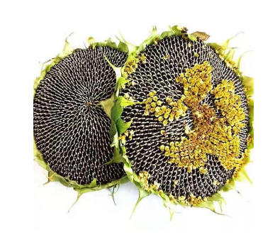 葵花盤(pán)生物堿